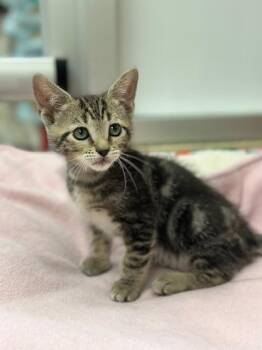 Rescue Tabby Cats for Adoption in Parlier, California - Halo | PetCurious