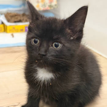 Rescue Domestic Short Hair Cats for Adoption in Delaware, Ohio - Spoon | PetCurious