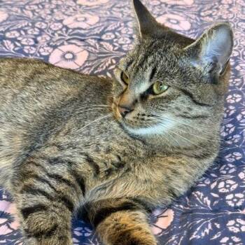 Sylvie (Highland Greens 3) -  American Shorthair Cat for Adoption in Westport, Connecticut - Sylvie (Highland Greens 3) | PetCurious