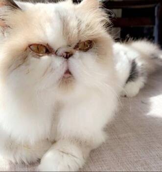 Hildie (Pounce Cat Cafe) -  Persian and Domestic Short Hair Cat for Adoption in Savannah, Georgia - Hildie (Pounce Cat Cafe) | PetCurious