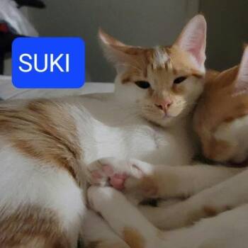 Rescue Domestic Short Hair Cats for Adoption in Houston, Texas - Suki | PetCurious