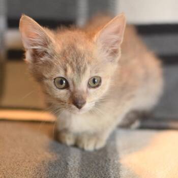 Tapioca -  Domestic Short Hair Cat for Adoption in Belleville, Illinois - Tapioca | PetCurious