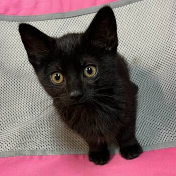 Rescue Domestic Short Hair Cats for Adoption in Sunnyvale, California - Loki (Blue) | PetCurious