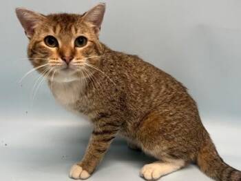 Scribble -  Domestic Short Hair Cat for Adoption in Golden Valley, Minnesota - Scribble | PetCurious