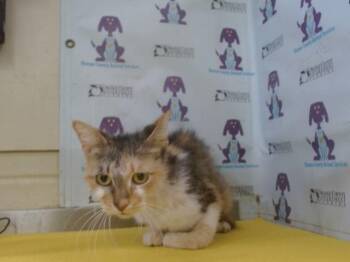 Domestic Short Hair Cats Available for Adoption in Orlando, Florida - CILLIOPE | PetCurious