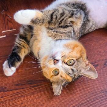 Domestic Short Hair Cats Available for Adoption in Fredericksburg, Virginia - Zalasa | PetCurious