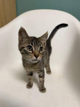 Earl -  Domestic Short Hair Cat for Adoption in Amery, Wisconsin - Earl | PetCurious