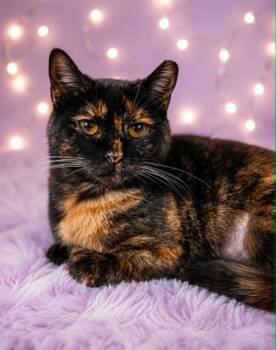 Roundabout -  Domestic Short Hair Cat for Adoption in Rixeyville, Virginia - Roundabout | PetCurious