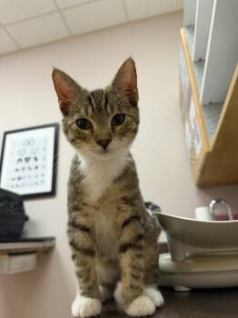 Ash -  Domestic Short Hair Cat for Adoption in Carrollton, Virginia - Ash | PetCurious
