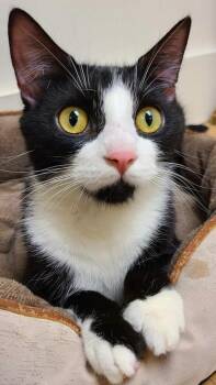 Juno26 -  Domestic Short Hair Cat for Adoption in Milwaukee, Wisconsin - Juno26 | PetCurious