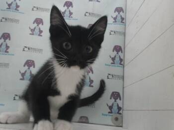 BUD -  Domestic Short Hair Cat for Adoption in Orlando, Florida - BUD | PetCurious