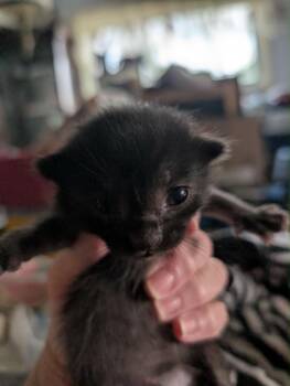 Domestic Short Hair Cats Available for Adoption in Portland, Indiana - Soup Kitten Black 1 | PetCurious