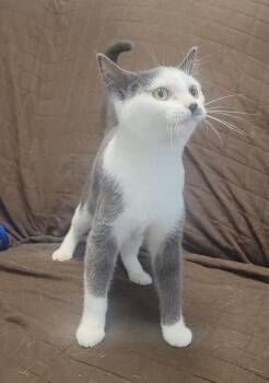 MARILYN -  Domestic Short Hair Cat Available for Adoption in Sandusky, Ohio - MARILYN | PetCurious