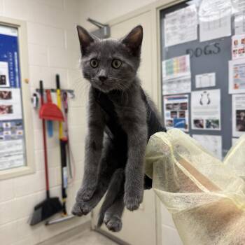 Snickers -  Domestic Short Hair Cat for Adoption in Murray, Utah - Snickers | PetCurious