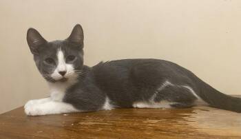 Gene -  Domestic Short Hair Cat for Adoption in Burnaby, British Columbia - Gene | PetCurious