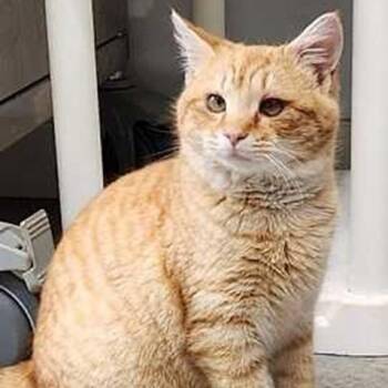 Tabby Cats Available for Adoption - Sam | PetCurious