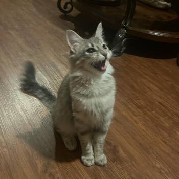 Domestic Medium Hair Cats Available for Adoption in Alexandria, Louisiana - Juno | PetCurious