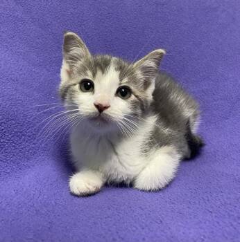 Chocolate Swirl -  Domestic Short Hair Cat for Adoption in Jackson, Michigan - Chocolate Swirl | PetCurious