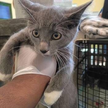 Theoden -  Domestic Short Hair Cat for Adoption in Lynchburg, Virginia - Theoden | PetCurious
