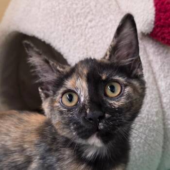 Jasmine -  Domestic Short Hair Cat for Adoption in Zanesville, Ohio - Jasmine | PetCurious