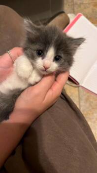 Meri 3 -  Domestic Short Hair Cat for Adoption in Parsons, West Virginia - Meri 3 | PetCurious