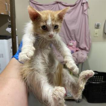 A613395 -  Domestic Medium Hair Cat for Adoption in Modesto, California - A613395 | PetCurious