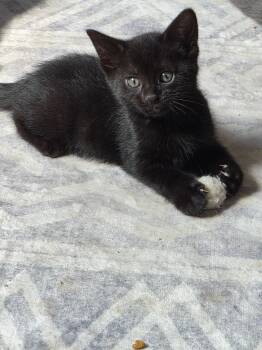 Venus -  Domestic Short Hair and Russian Blue Cat for Adoption in Winnipeg, Manitoba - Venus | PetCurious
