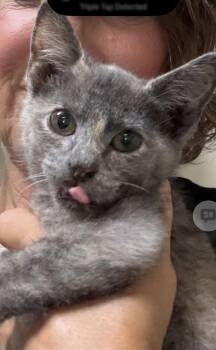 Jill -  Domestic Short Hair Cat for Adoption in Walled Lake, Michigan - Jill | PetCurious