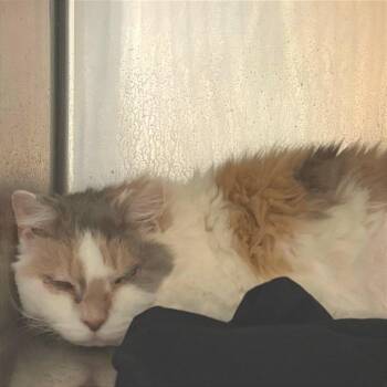 Domestic Medium Hair Cats Available for Adoption - Zipporah | PetCurious