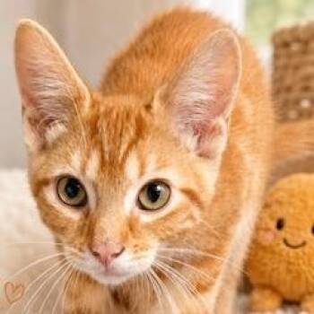 Chicken Nugget -  Domestic Short Hair Cat for Adoption in Estacada, Oregon - Chicken Nugget | PetCurious