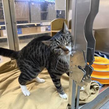 Harry Pawter -  Domestic Short Hair Cat for Adoption in Brentwood, Missouri - Harry Pawter | PetCurious