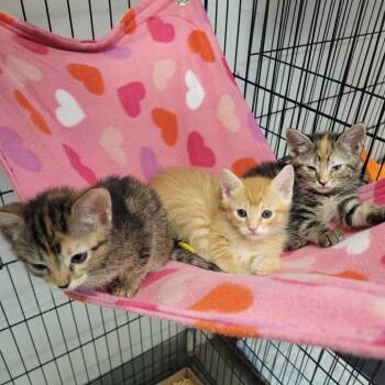 Surfing -  Domestic Short Hair Cat for Adoption in Westminster, California - Surfing | PetCurious