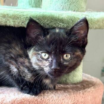 Sonnet -  Domestic Short Hair Cat for Adoption in Mount Rainier, Maryland - Sonnet | PetCurious
