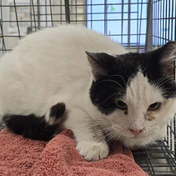 Domestic Short Hair Cats Available for Adoption - Pearl | PetCurious