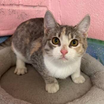 Tulip -  Domestic Short Hair Cat for Adoption in Laredo, Texas - Tulip | PetCurious