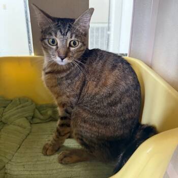 Rescue Domestic Short Hair Cats for Adoption in Houston, Texas - Grace | PetCurious