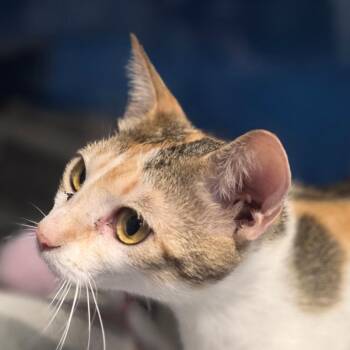 Tater Chip -  Domestic Short Hair Cat for Adoption in Huntsville, Alabama - Tater Chip | PetCurious