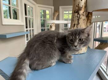 June -  Domestic Medium Hair Cat for Adoption in Reston, Virginia - June | PetCurious