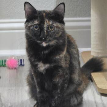 Molly -  Domestic Long Hair Cat for Adoption in Fort Worth, Texas - Molly | PetCurious