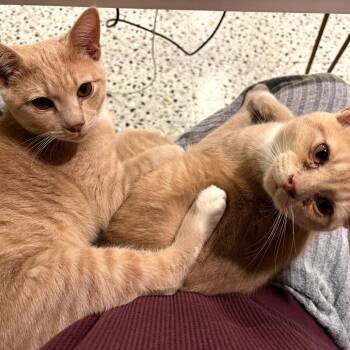 Rescue Domestic Short Hair Cats for Adoption in Fairfax Station, Virginia - Orville | PetCurious
