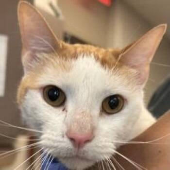 Mango Bango -  Domestic Short Hair Cat for Adoption in Brenham, Texas - Mango Bango | PetCurious