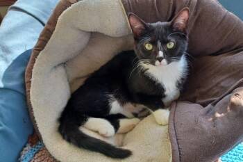 Domestic Short Hair Cats Available for Adoption - Moonstruck | PetCurious
