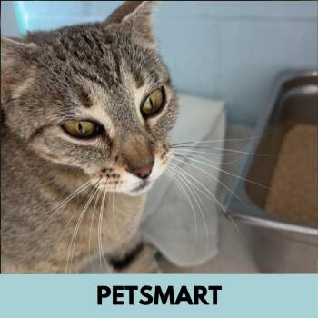 Tulsa -  Domestic Short Hair Cat for Adoption in Lakewood, Colorado - Tulsa | PetCurious