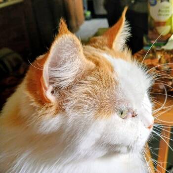 Mia C12581 -  Persian and Domestic Long Hair Cat for Adoption - Mia C12581 | PetCurious
