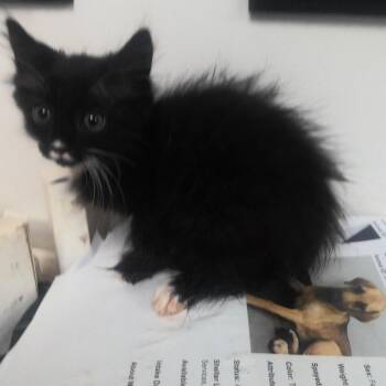 Butchy -  Domestic Long Hair Cat for Adoption in Birmingham, Alabama - Butchy | PetCurious