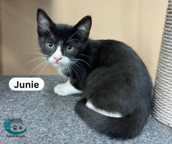 Junie -  Domestic Short Hair Cat for Adoption in Huntsville, Ontario - Junie | PetCurious