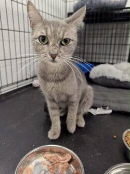 June -  Domestic Short Hair Cat for Adoption in Grand Junction, Colorado - June | PetCurious
