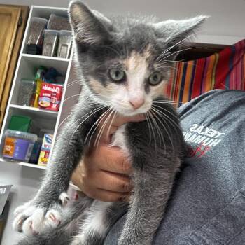 Domestic Short Hair Cats Available for Adoption in Leander, Texas - Ester | PetCurious