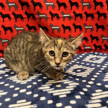 Pepsi -  Domestic Short Hair Cat for Adoption in Washburn, Missouri - Pepsi | PetCurious