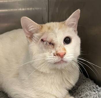 Rescue Domestic Short Hair Cats for Adoption in Golden, Colorado - Polyphemus | PetCurious